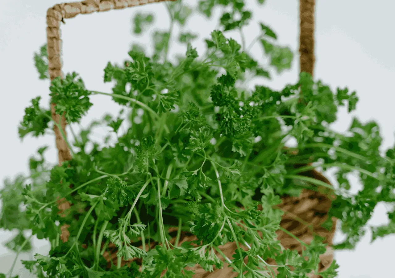 DEG Fresh Herbs cultivation fields